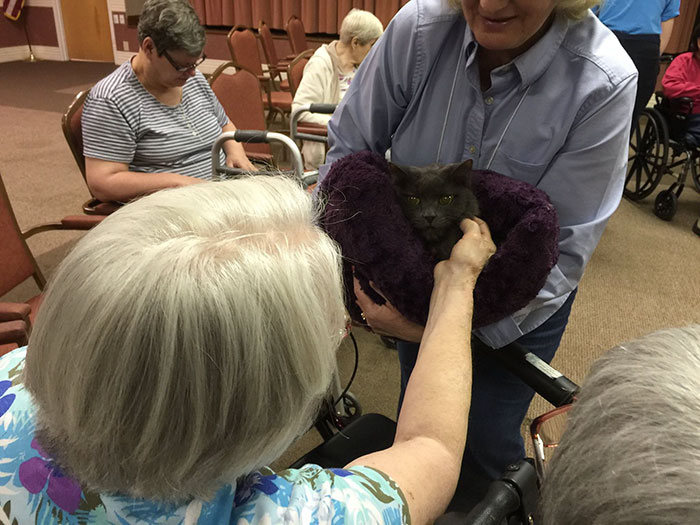 Shelter Brings Senior Cats To Seniors In Nursing Homes So They Can Comfort Each Other