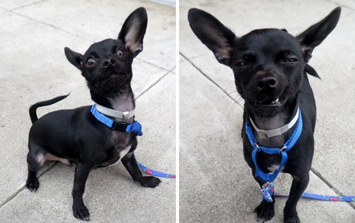 Dog Put Up For Adoption Was Supposed To Impress Future Owners With A Photoshoot, This Is The Result