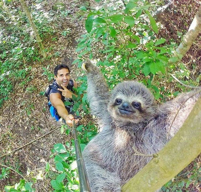 Sloth Selfie A.K.A Slofie