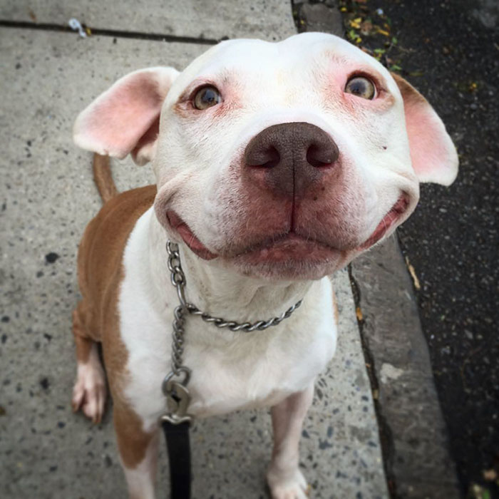 smiling-dog-stray-pit-bull-adopted-brinks-14
