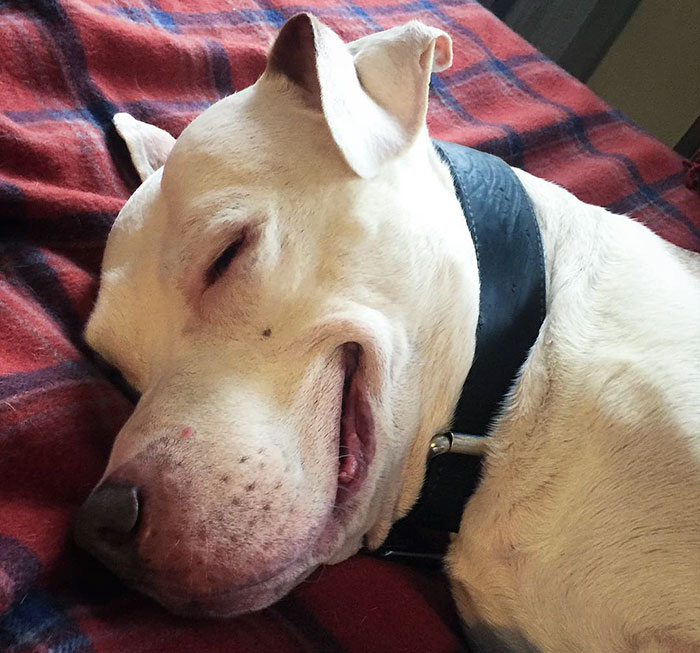 Stray Pit Bull Can't Stop Smiling After He Was Rescued From Street