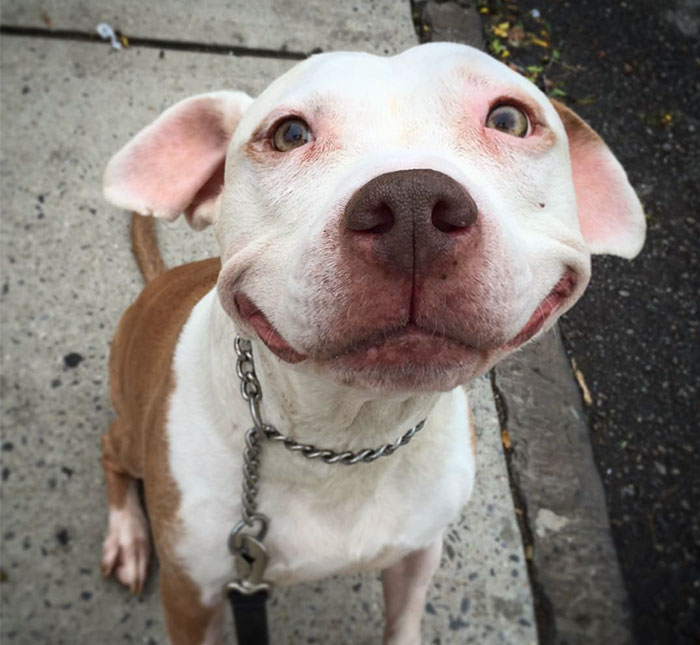 Stray Pit Bull Can’t Stop Smiling After He Was Rescued From Street