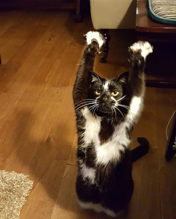 This Cat Keeps Putting Its Paws In The Air And Nobody Knows Why