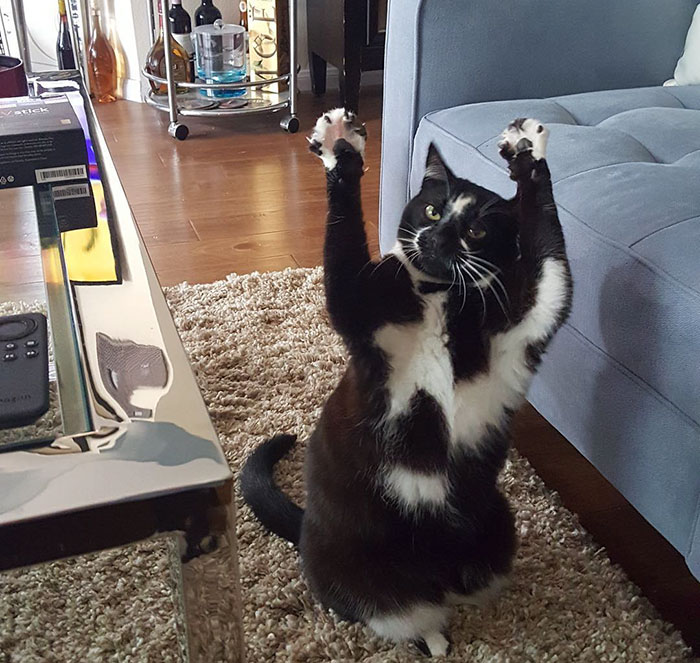 This Cat Keeps Putting Its Paws In The Air And Nobody Knows Why