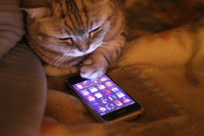 What If Cats Could Text? Woman Shares Conversations With Her 3 Rescued Cats