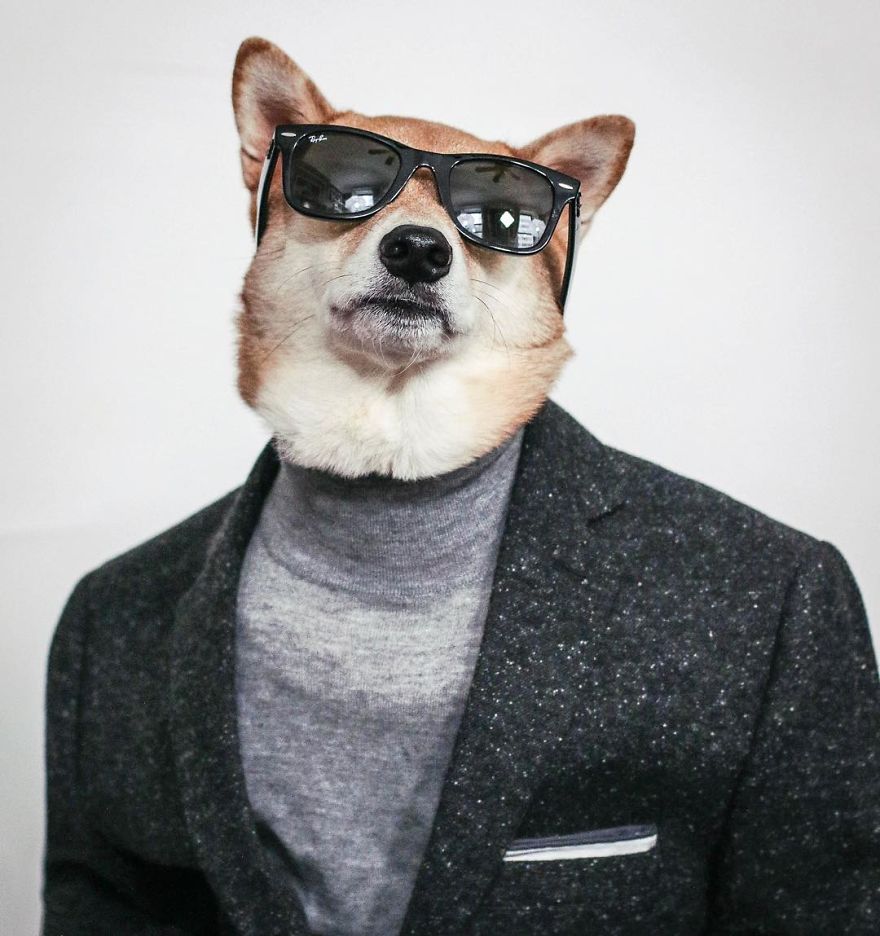 Bodhi, The Menswear Dog Is Rocking The Internet