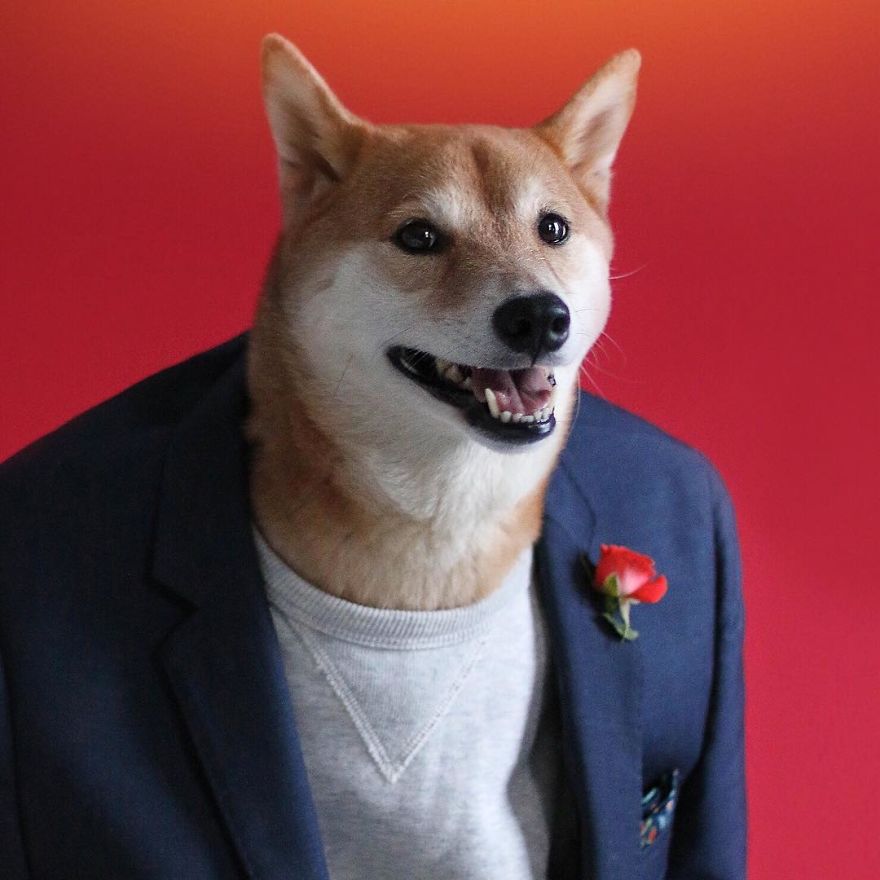 Bodhi, The Menswear Dog Is Rocking The Internet