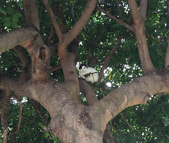 This Cat Looks Like It’s Holding A Tiny Machine Gun (PS Battle)