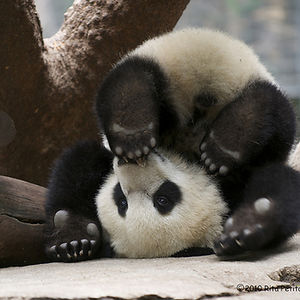istalkpandas