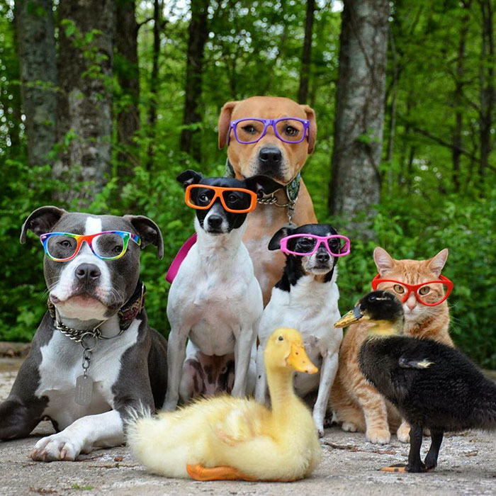 unusual-animal-friendship-dogs-cat-ducks-kasey-and-her-pack-15a
