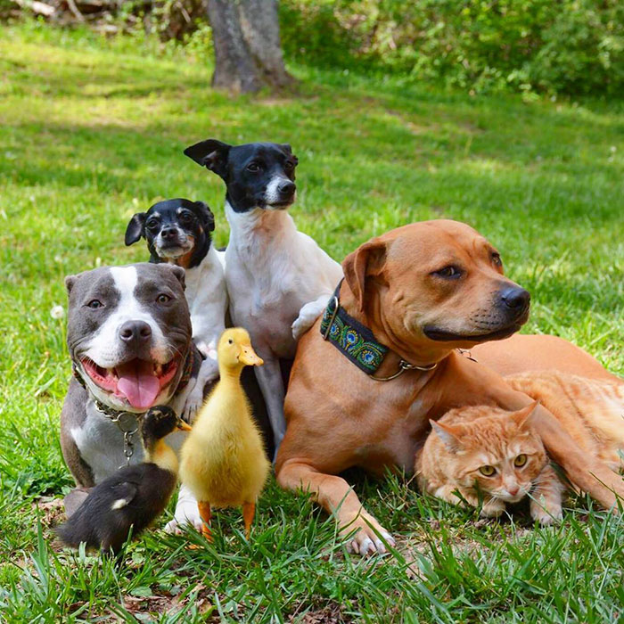unusual-animal-friendship-dogs-cat-ducks-kasey-and-her-pack-18a