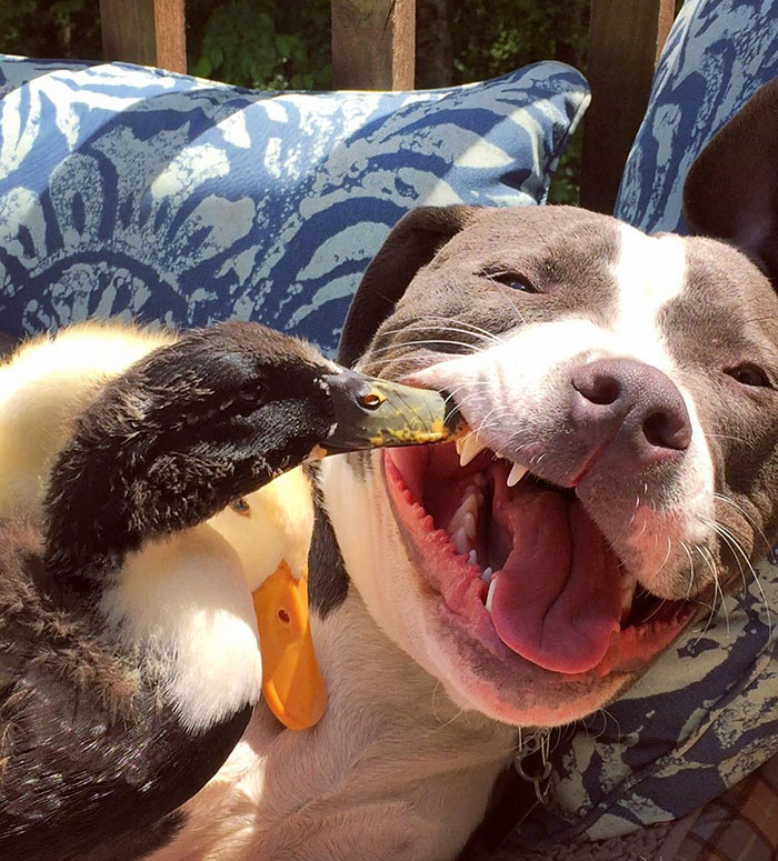 unusual-animal-friendship-dogs-cat-ducks-kasey-and-her-pack-29