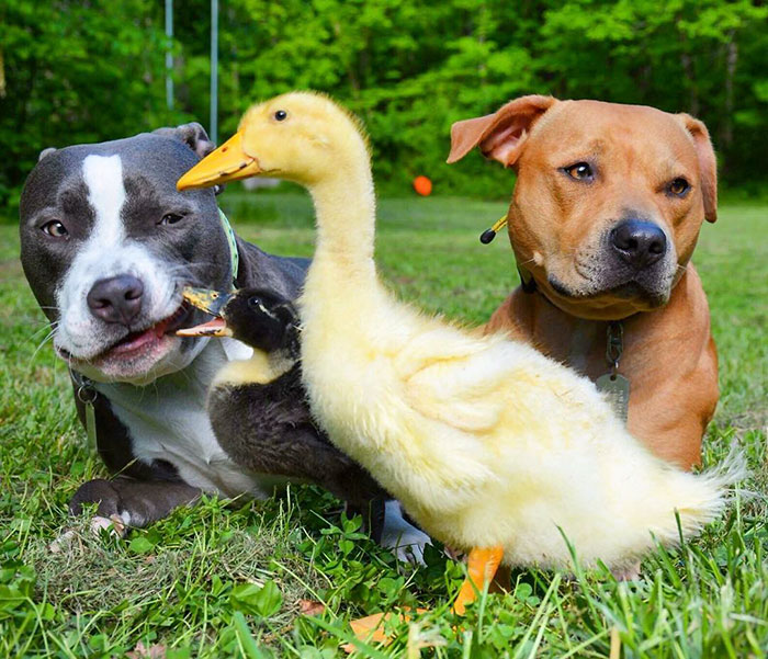 unusual-animal-friendship-dogs-cat-ducks-kasey-and-her-pack-30