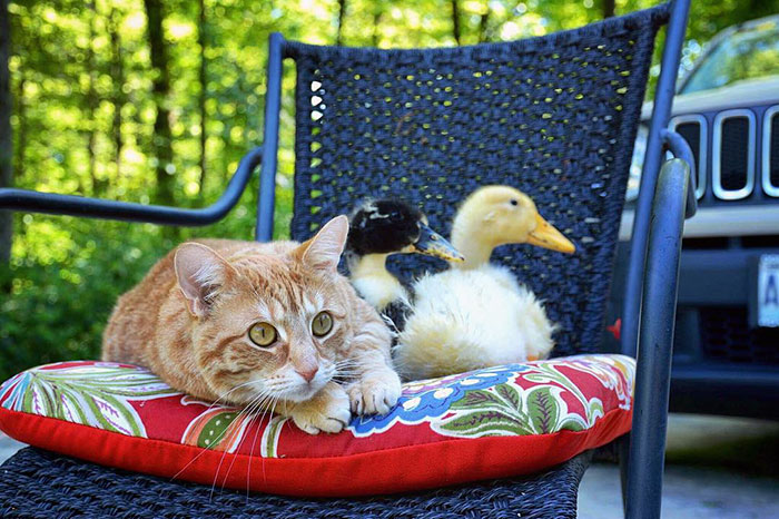unusual-animal-friendship-dogs-cat-ducks-kasey-and-her-pack-46