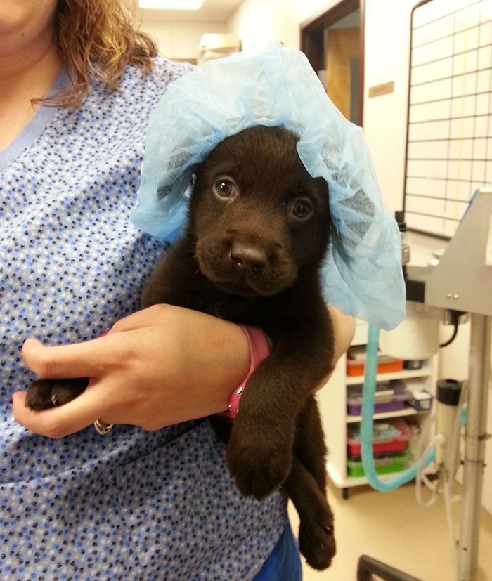 vet-rescued-chocolate-labrador-retriever-puppy-bronson-kaffekalle-20