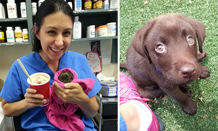 Vet Saves Chocolate Lab Puppy No Bigger Than Chocolate Milkshake From Euthanasia And Then Adopts It