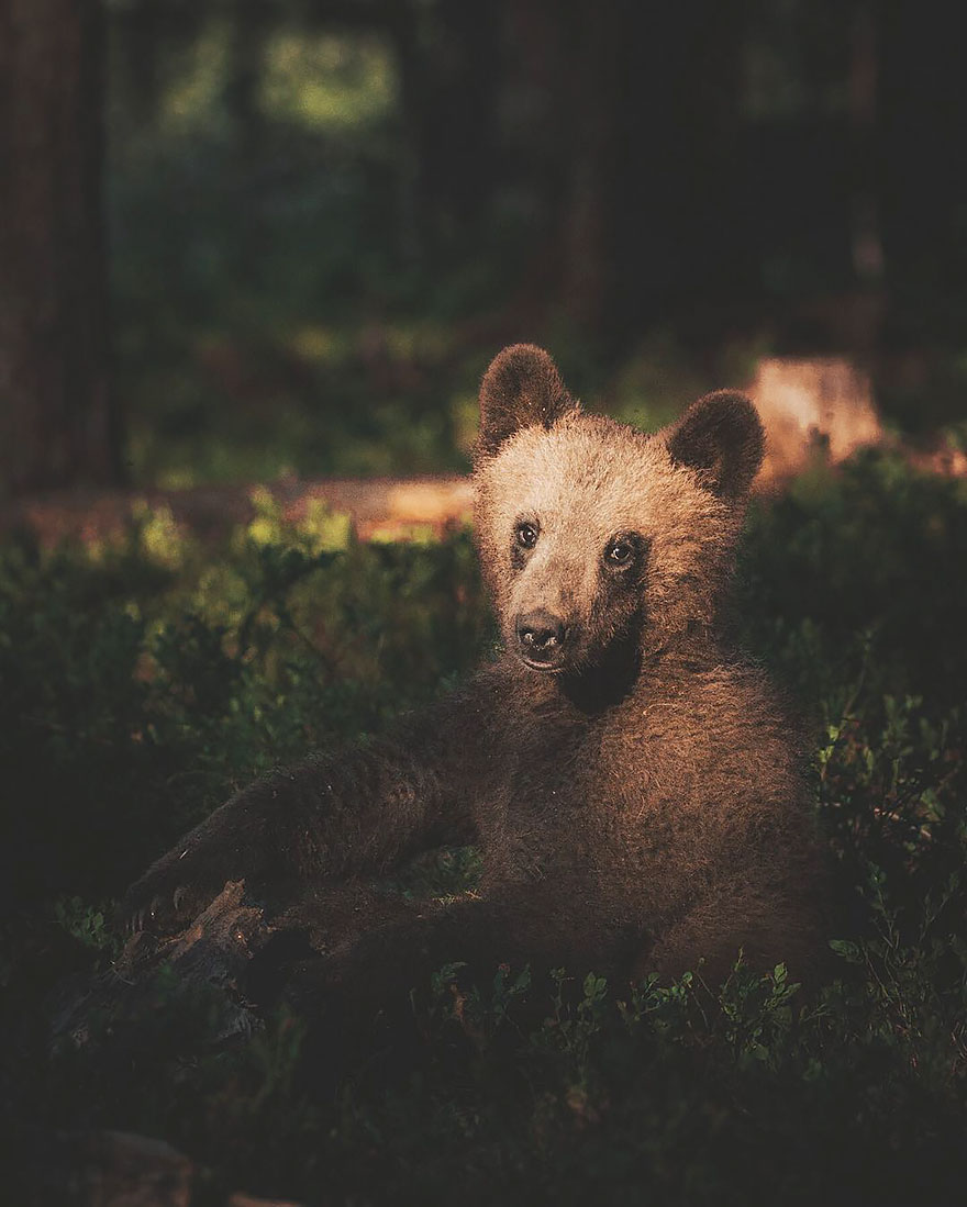 Photographer Captures The Soul Of The Forest With His Unbelievably Intimate Animal Shots