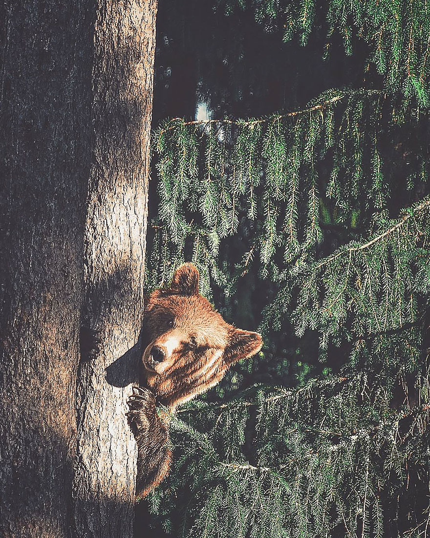 Photographer Captures The Soul Of The Forest With His Unbelievably Intimate Animal Shots