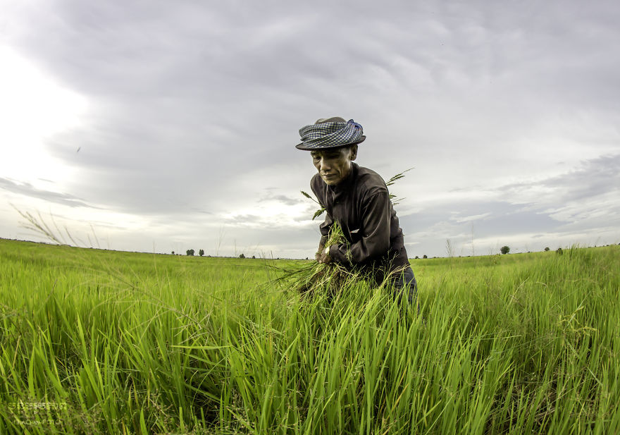 Agriculture Is The Ancient Culture Of Cambodia