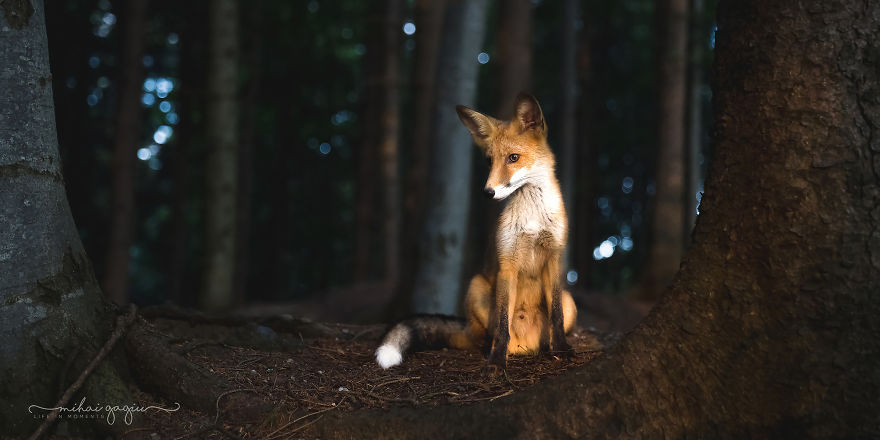 I Documented My Encounter With Fantastic Mr. Fox