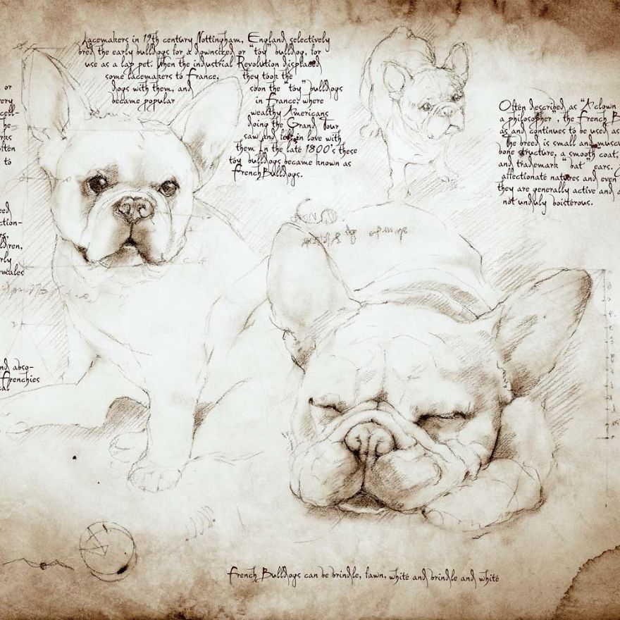 Drawings Of Cats And Dogs Replicating Leonardo Da Vinci's Style Drawings Of Cats And Dogs Replicating Leonardo Da Vinci's Style
