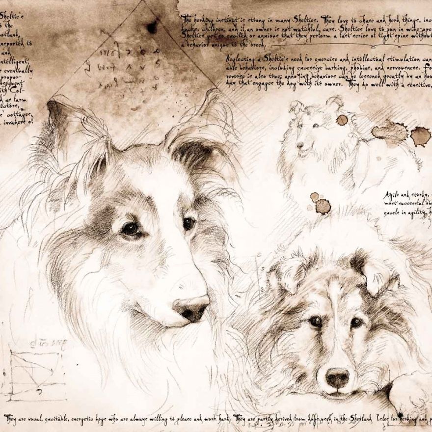 Drawings Of Cats And Dogs Replicating Leonardo Da Vinci's Style Drawings Of Cats And Dogs Replicating Leonardo Da Vinci's Style
