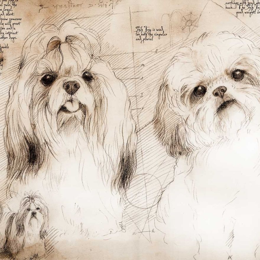 Drawings Of Cats And Dogs Replicating Leonardo Da Vinci's Style Drawings Of Cats And Dogs Replicating Leonardo Da Vinci's Style