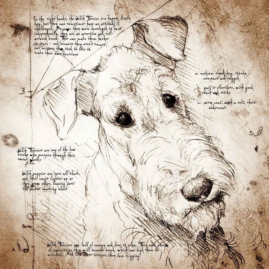 Drawings Of Cats And Dogs Replicating Leonardo Da Vinci's Style Drawings Of Cats And Dogs Replicating Leonardo Da Vinci's Style
