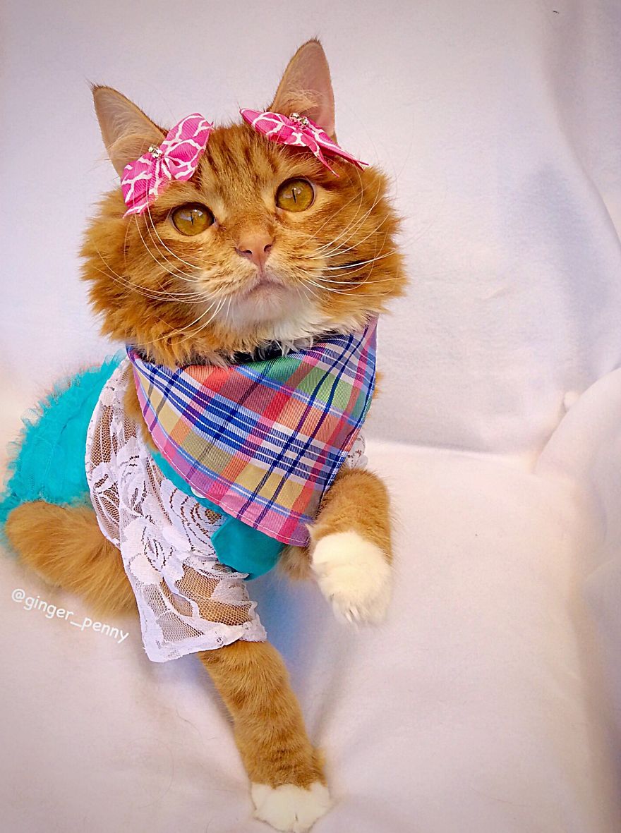 7 Fashionable Cats You Have To Follow On Instagram
