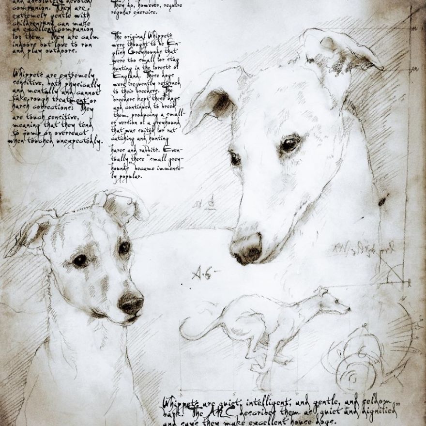 Drawings Of Cats And Dogs Replicating Leonardo Da Vinci's Style Drawings Of Cats And Dogs Replicating Leonardo Da Vinci's Style