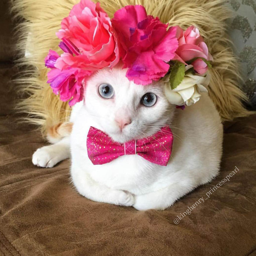 7 Fashionable Cats You Have To Follow On Instagram