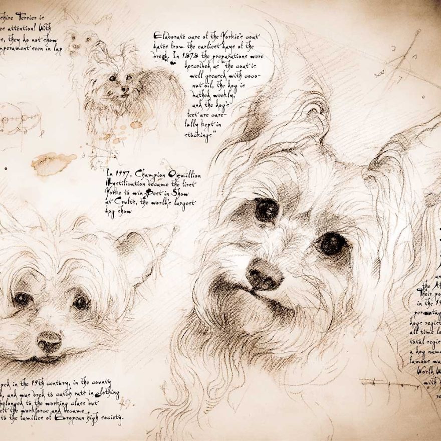 Drawings Of Cats And Dogs Replicating Leonardo Da Vinci's Style Drawings Of Cats And Dogs Replicating Leonardo Da Vinci's Style