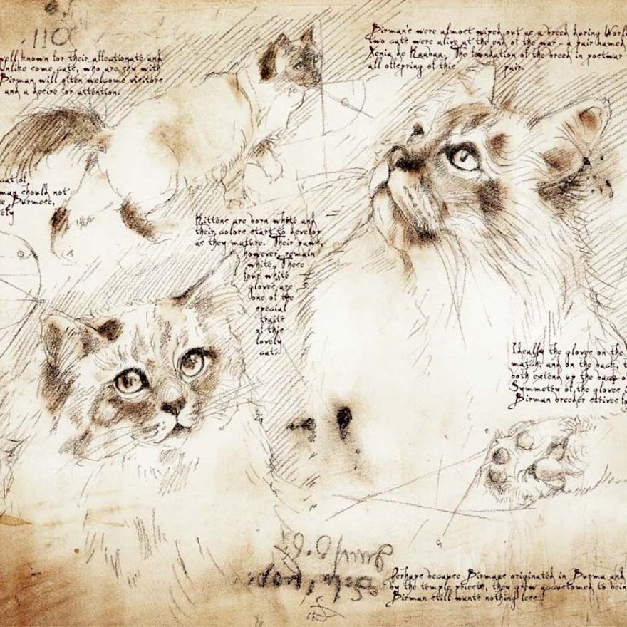 Drawings Of Cats And Dogs Replicating Leonardo Da Vinci's Style Drawings Of Cats And Dogs Replicating Leonardo Da Vinci's Style