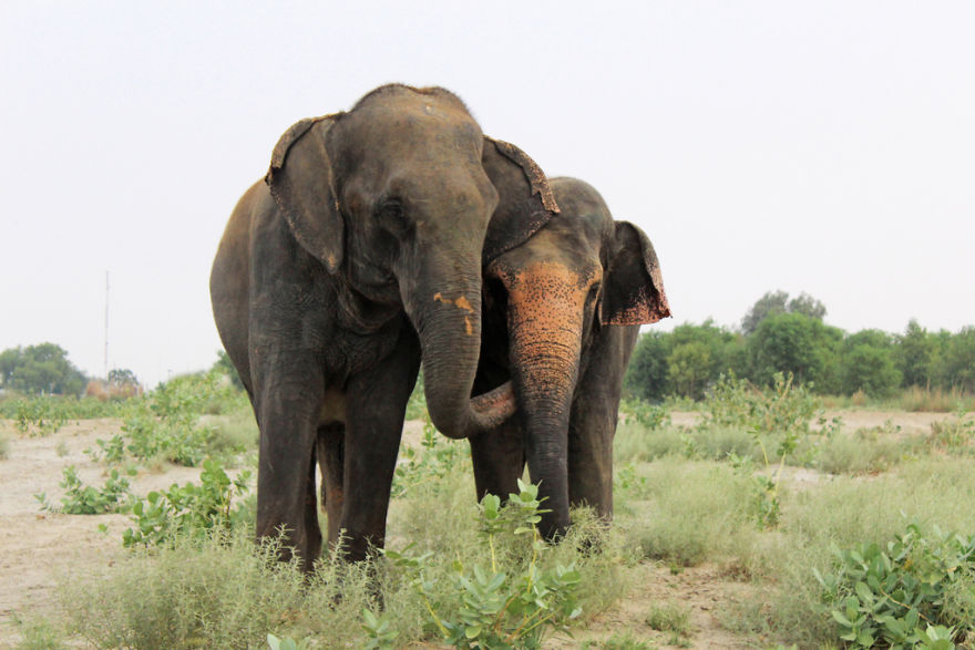 10 Reasons To Love Elephants This World Elephant Day!