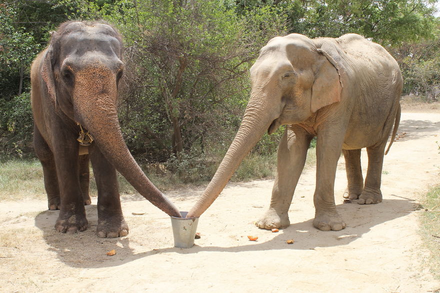 10 Reasons To Love Elephants This World Elephant Day!