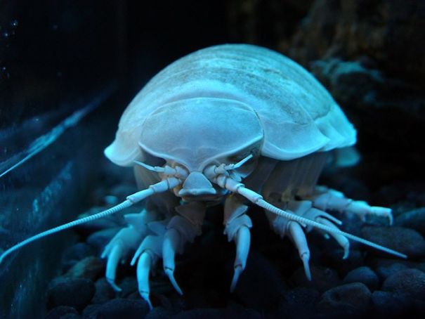 10 Ugliest Sea Creatures
