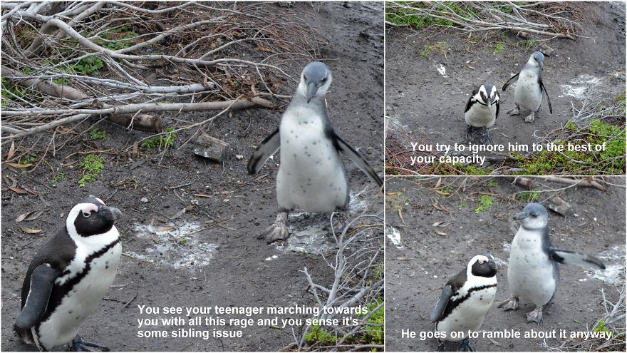 I Attempted Making Comics Strips Out Of Our Penguin Pictures From South Africa