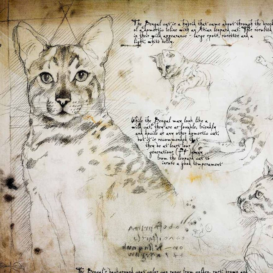 Drawings Of Cats And Dogs Replicating Leonardo Da Vinci's Style Drawings Of Cats And Dogs Replicating Leonardo Da Vinci's Style