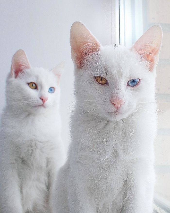 Meet The Most Beautiful Twin Cats In The World
