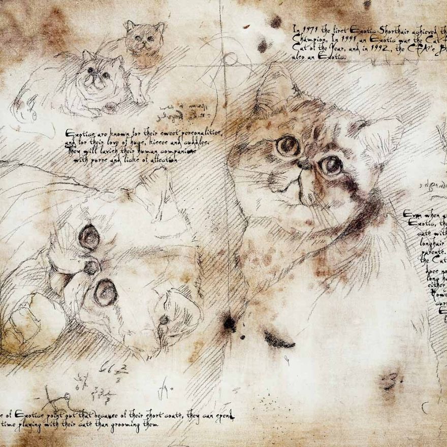 Drawings Of Cats And Dogs Replicating Leonardo Da Vinci's Style Drawings Of Cats And Dogs Replicating Leonardo Da Vinci's Style