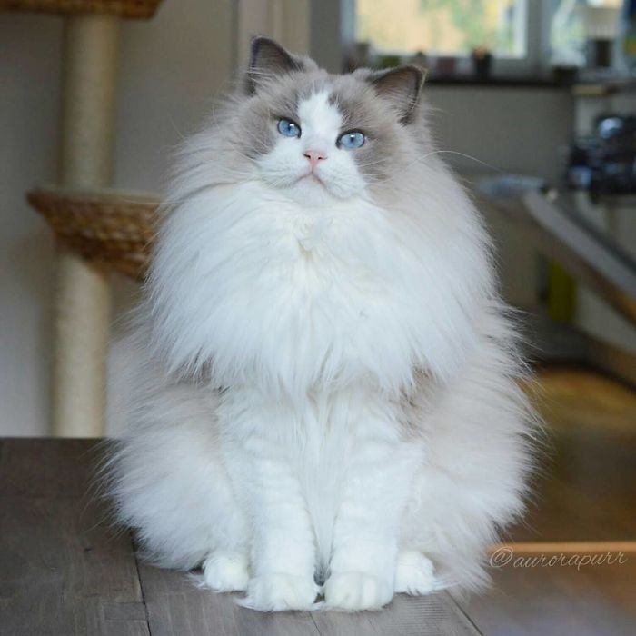 Meet Aurora, The Fluffy Cat Princess