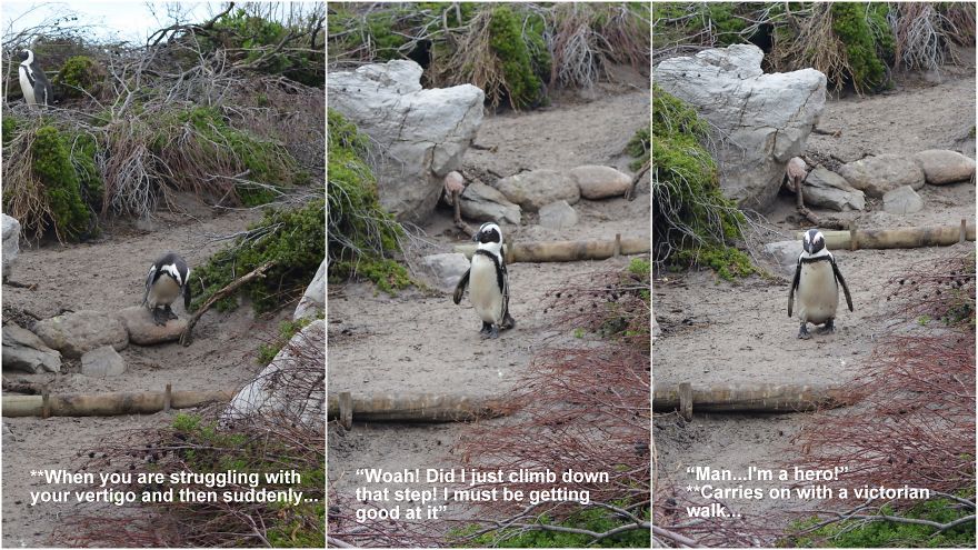 I Attempted Making Comics Strips Out Of Our Penguin Pictures From South Africa
