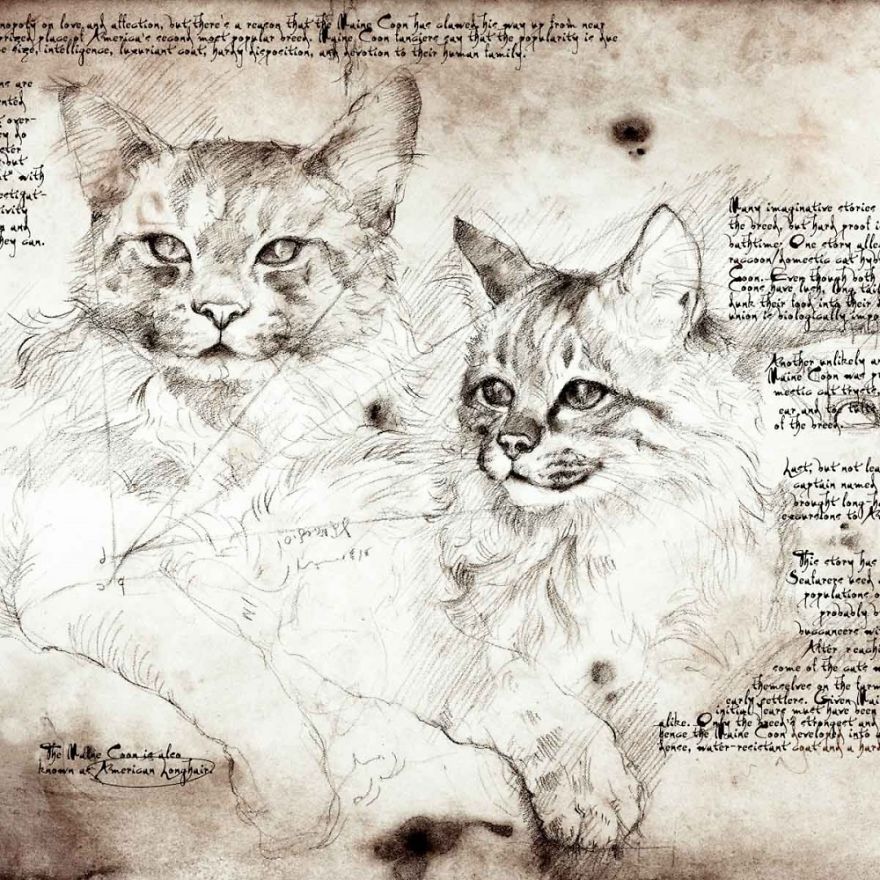 Drawings Of Cats And Dogs Replicating Leonardo Da Vinci's Style Drawings Of Cats And Dogs Replicating Leonardo Da Vinci's Style