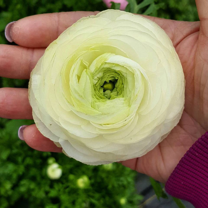 Being A Flower Farmer Without The Fairy Dust Being A Flower Farmer Without The Fairy Dust