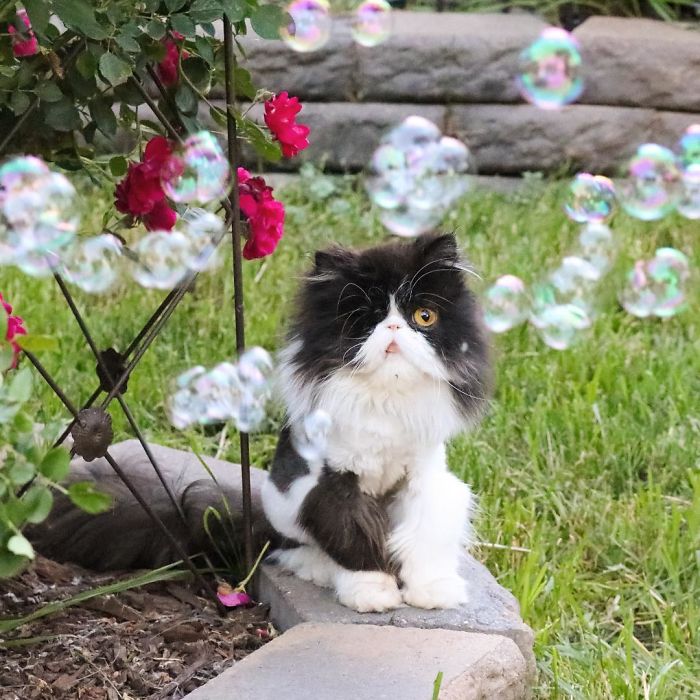 Meet Spaghettio, A Pirate Cat Who Lost Her Eye But Not Her Confidence