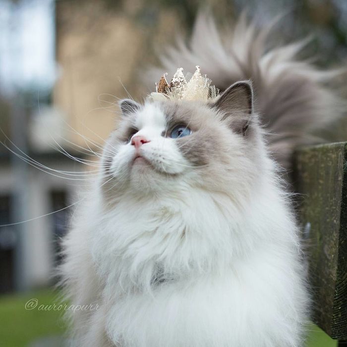 Meet Aurora, The Fluffy Cat Princess