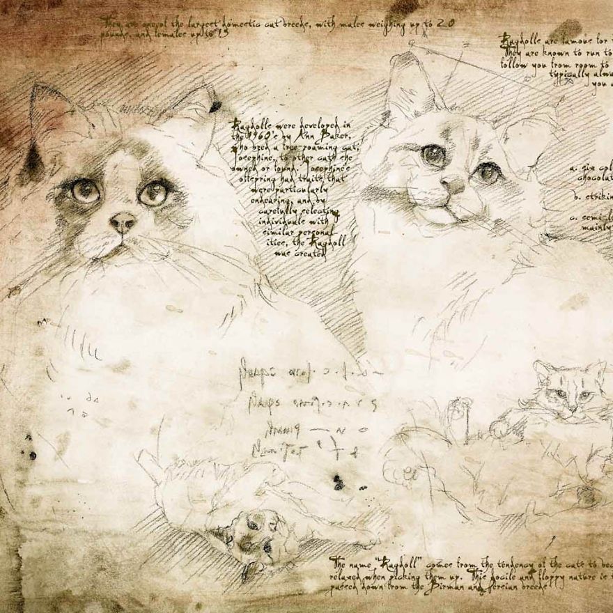 Drawings Of Cats And Dogs Replicating Leonardo Da Vinci's Style Drawings Of Cats And Dogs Replicating Leonardo Da Vinci's Style