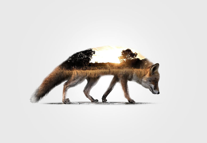 I Merged Animals With Their Own Environments Into One Crazy Simple Picture