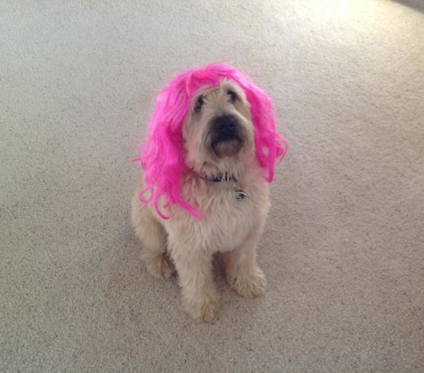 When You Dress Your Dog Up Like Katy Perry, The Humiliation Never Ends.