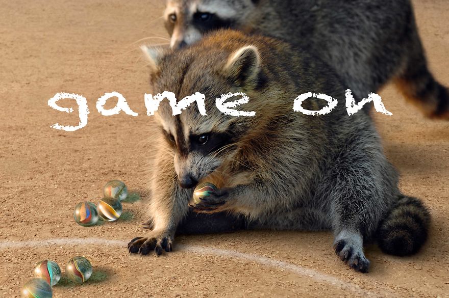 Game On For A Brat Pack Of Raccoons
Or A Fun Way To Lose Your Marbles